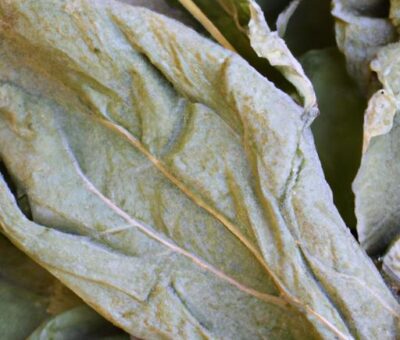 Benefits Of Mullein For Lungs