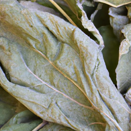 Benefits Of Mullein For Lungs